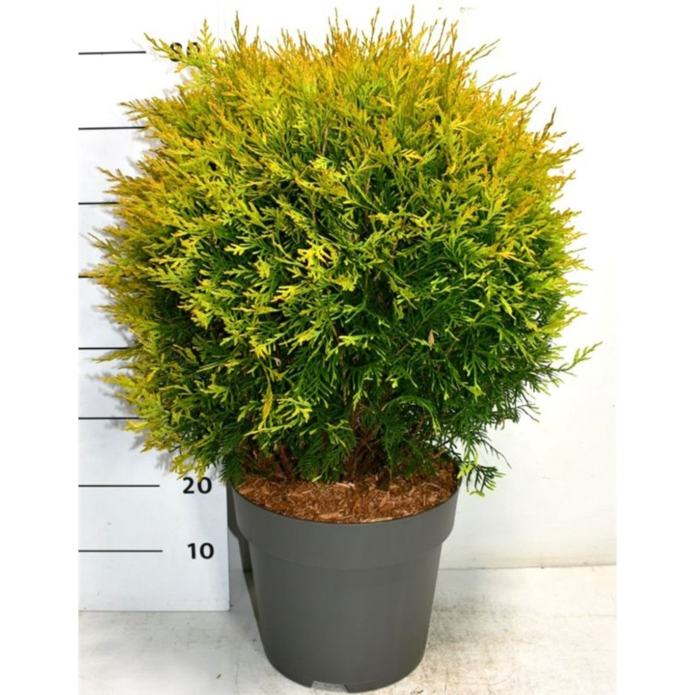 Thuja – Thuja occidentalis 'Golden Globe' - C12 60-70 cm.